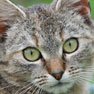 Kitten Image Cheshire Cat Feline Health Center