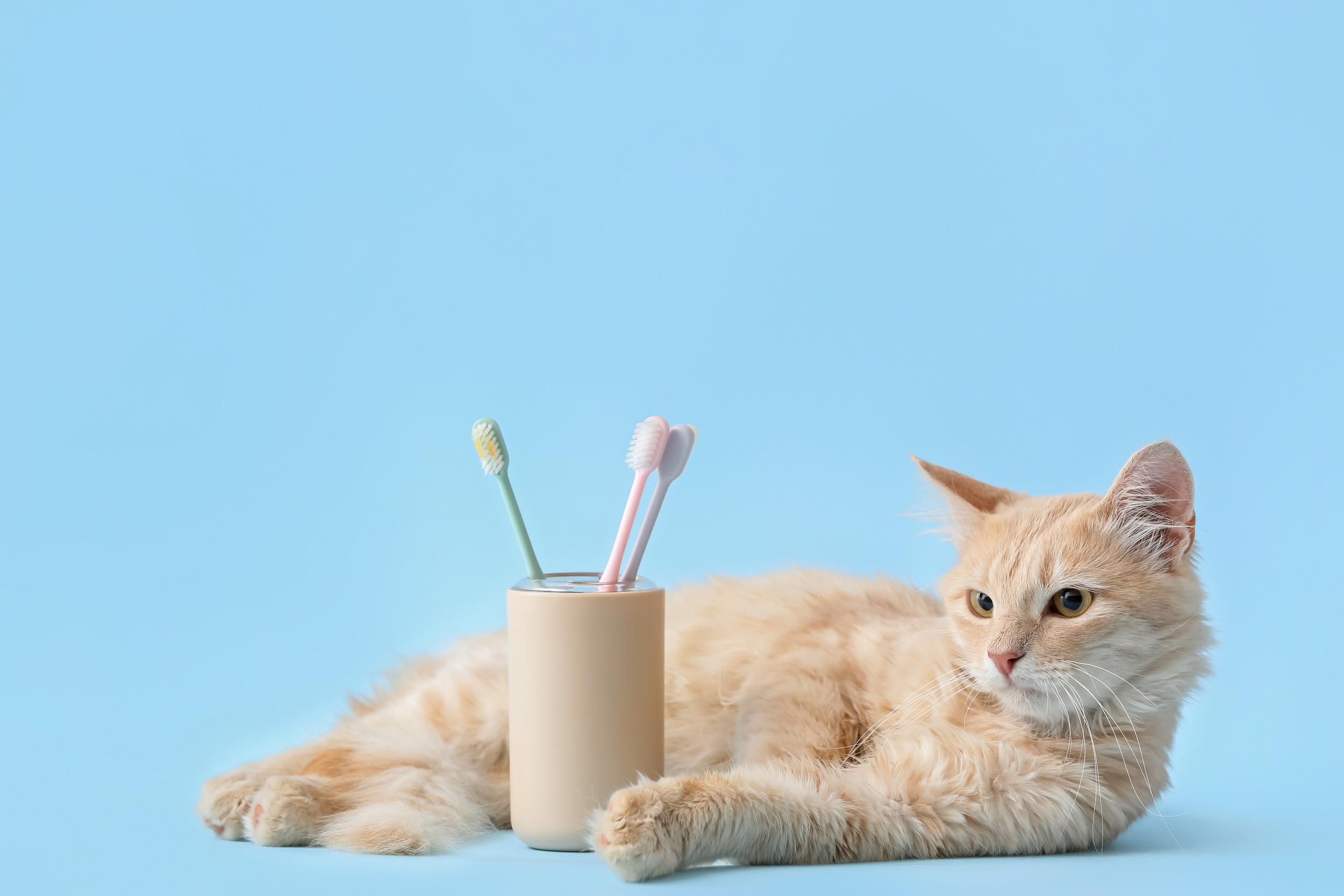 Yellow Cat with Toothbrush Holder