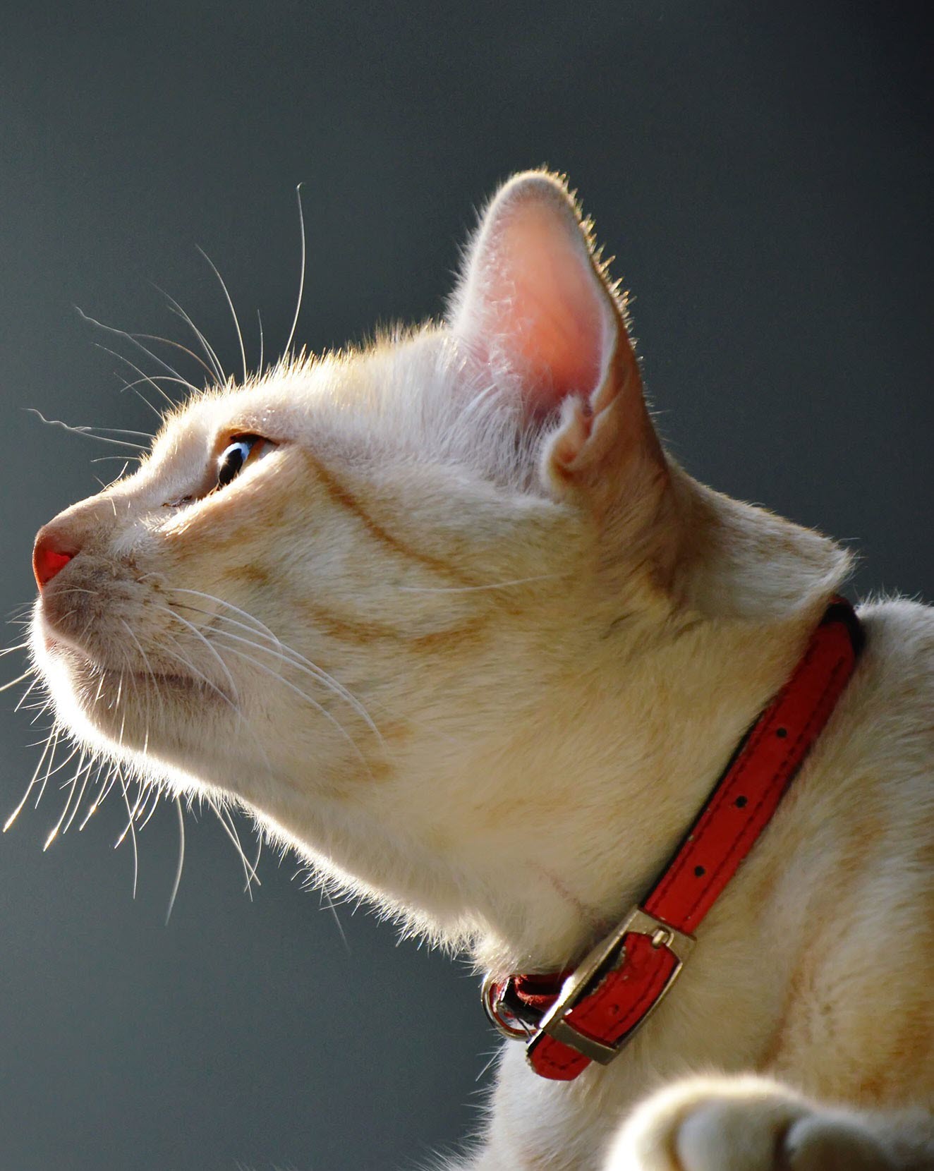 Profile for Babies