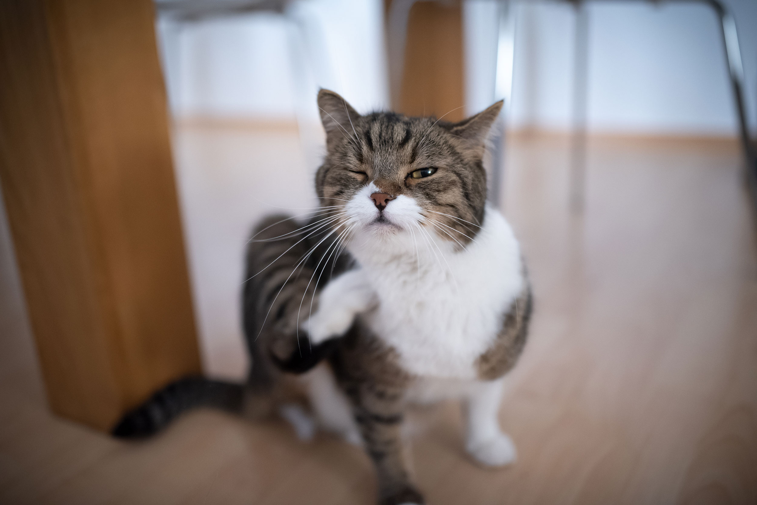 Brown and White Cat Scratching