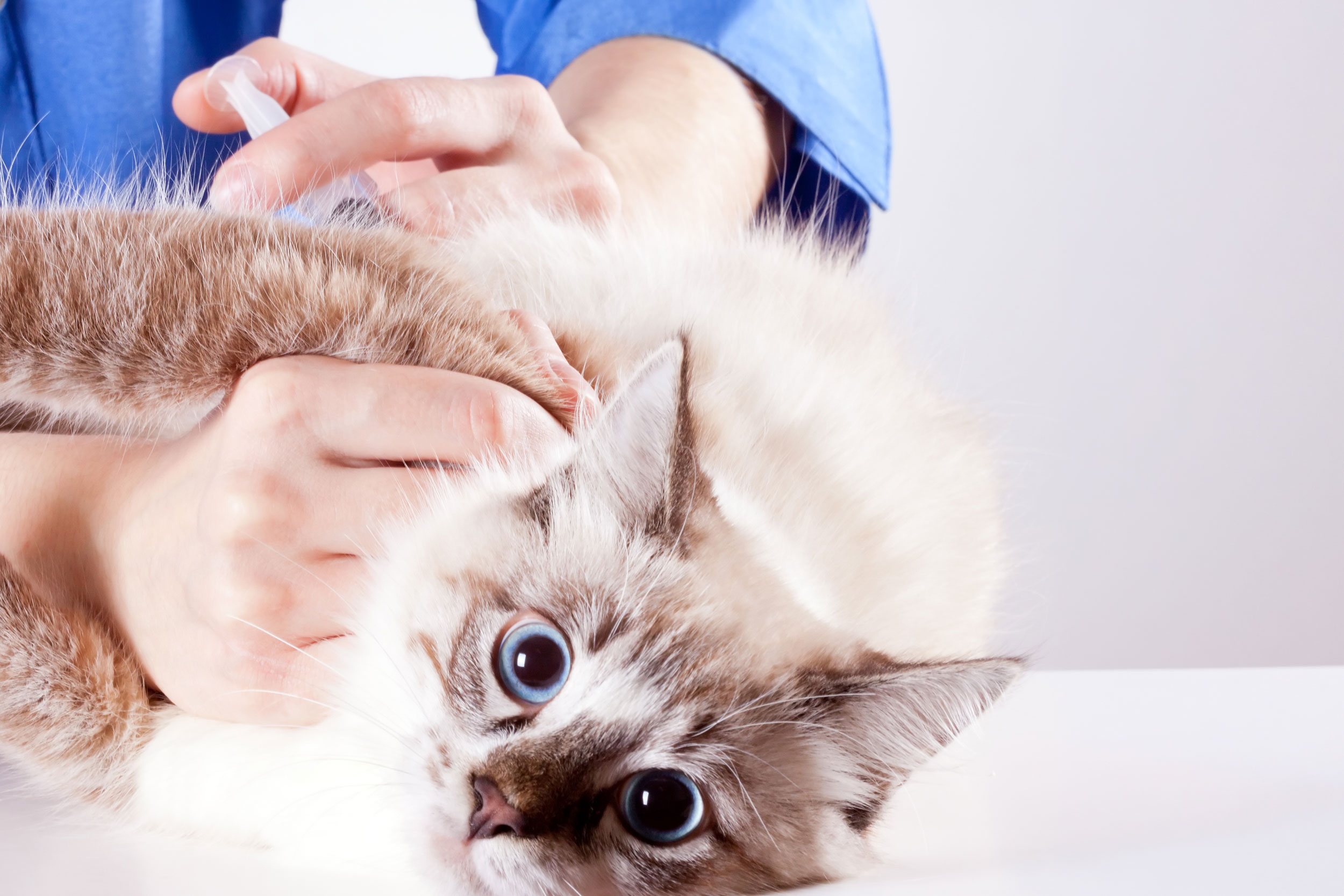 Cat Getting Injection
