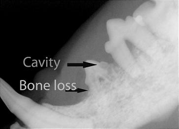 Dental Image 2