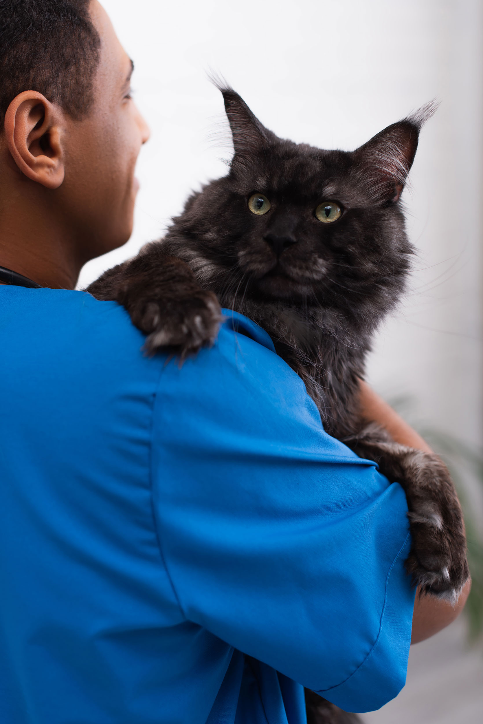 Person Holding Large Cat