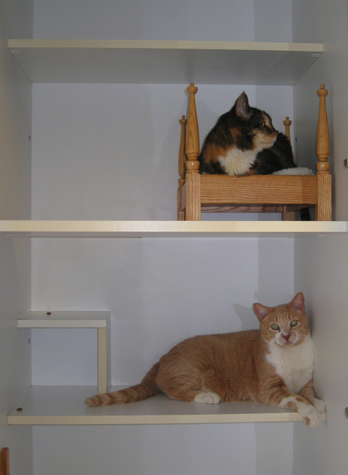 Boarding Cats
