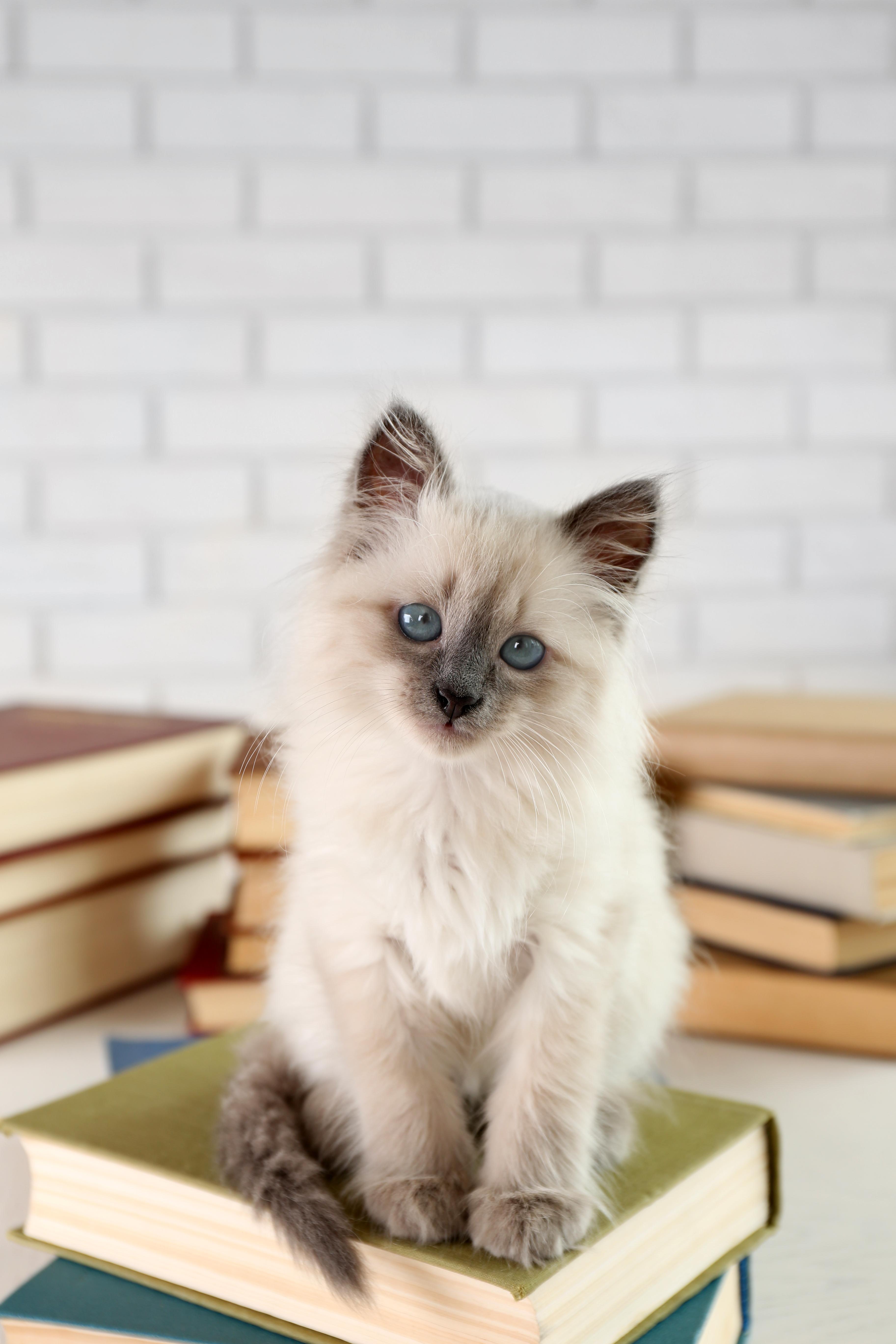 Fluffy Siamese Kitten Sitting on Books