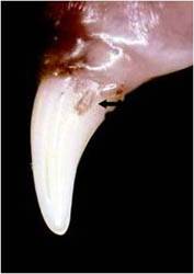 Reabsorption