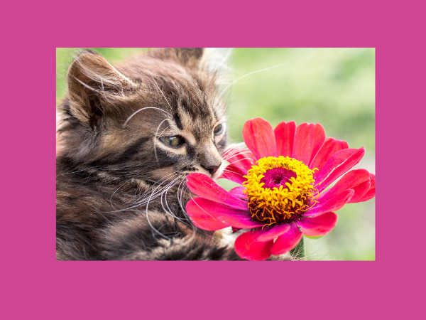 Kitten Smelling Pink Flower