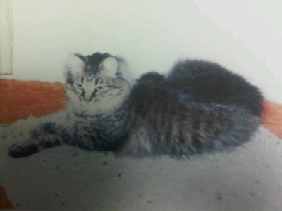 Miss Clementine