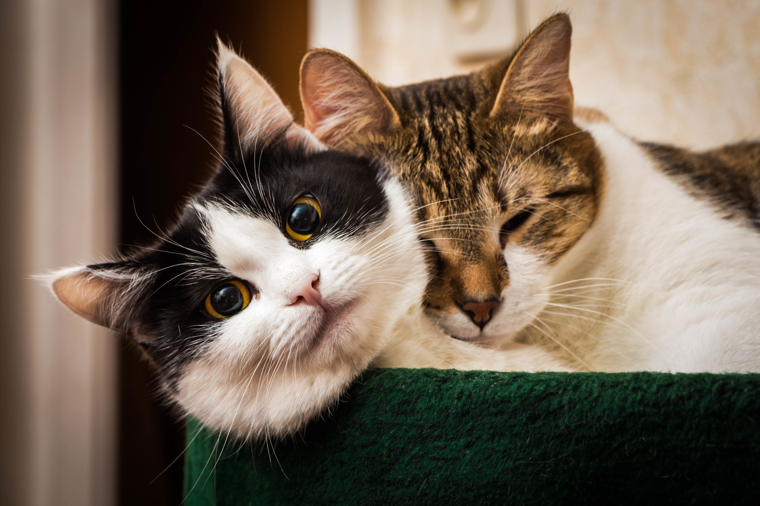 Two Cats Snuggling