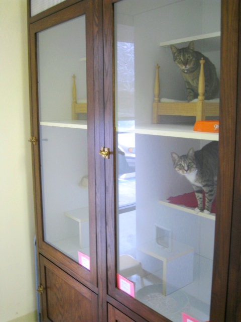 Boarding Cats2
