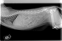 Radiograph