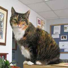 Profile for Dizzy