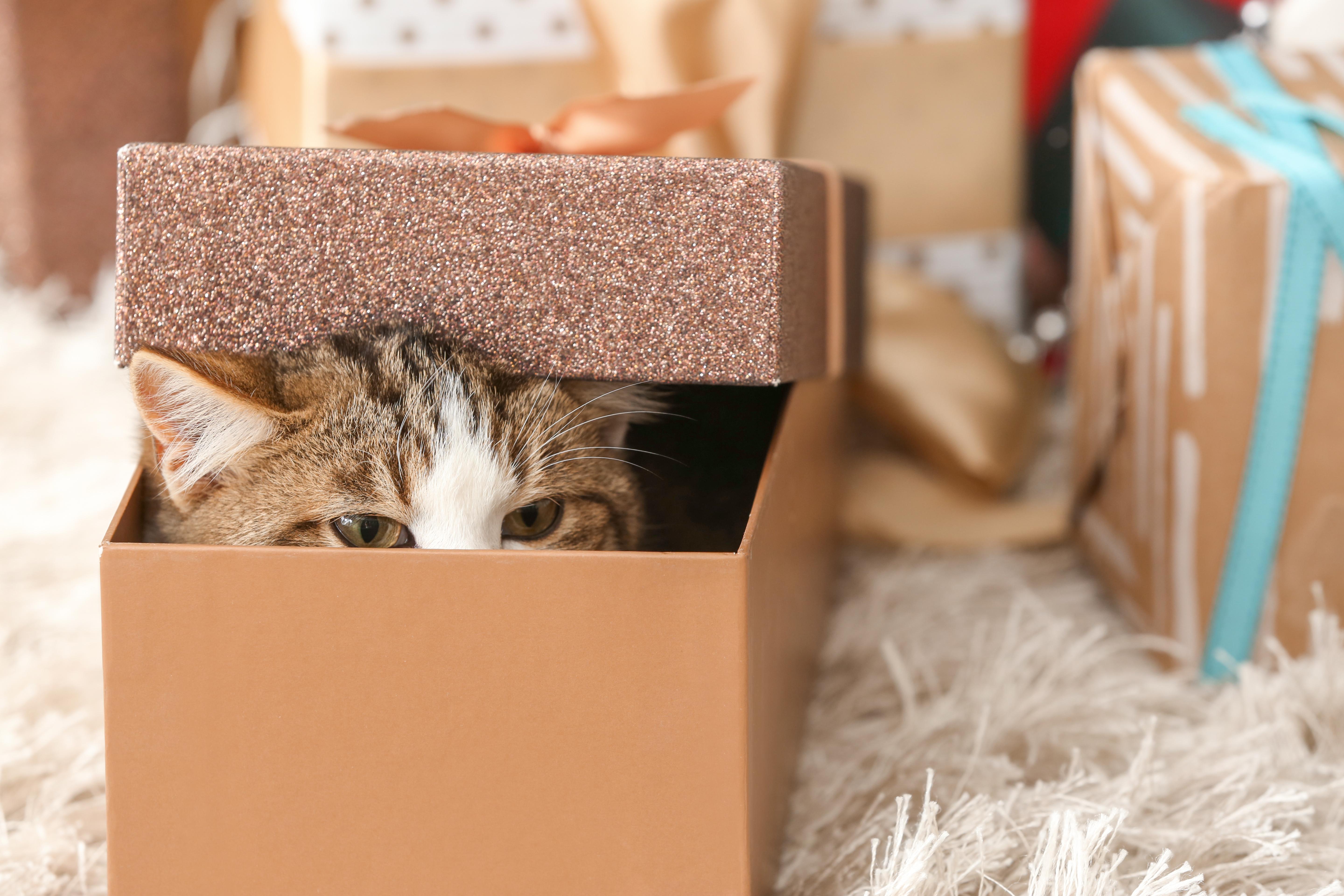 Brown Cat Peeking out of Box