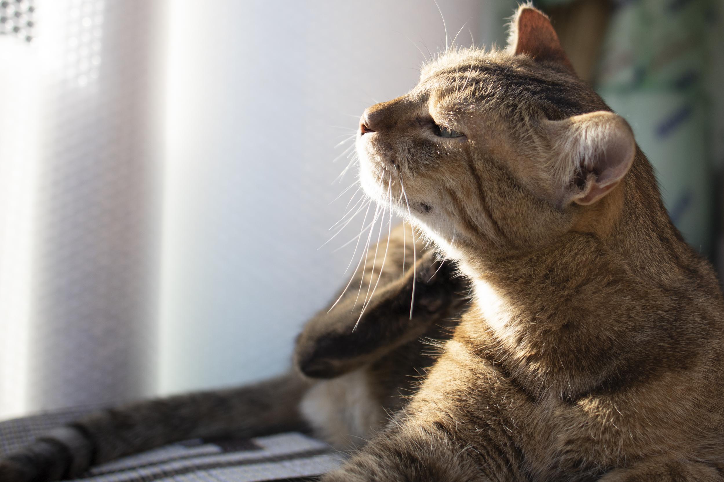 Brown Cat Scratching