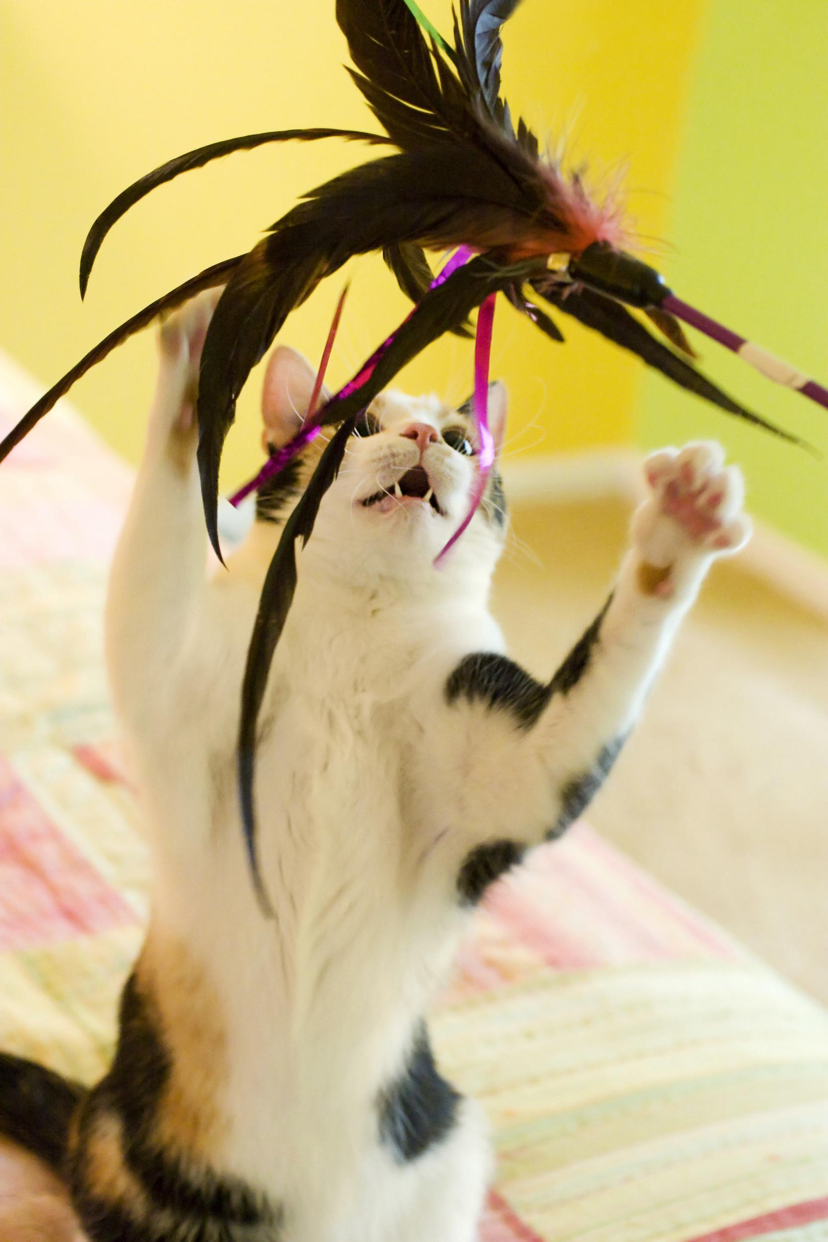 Calico Cat Playing with Toy