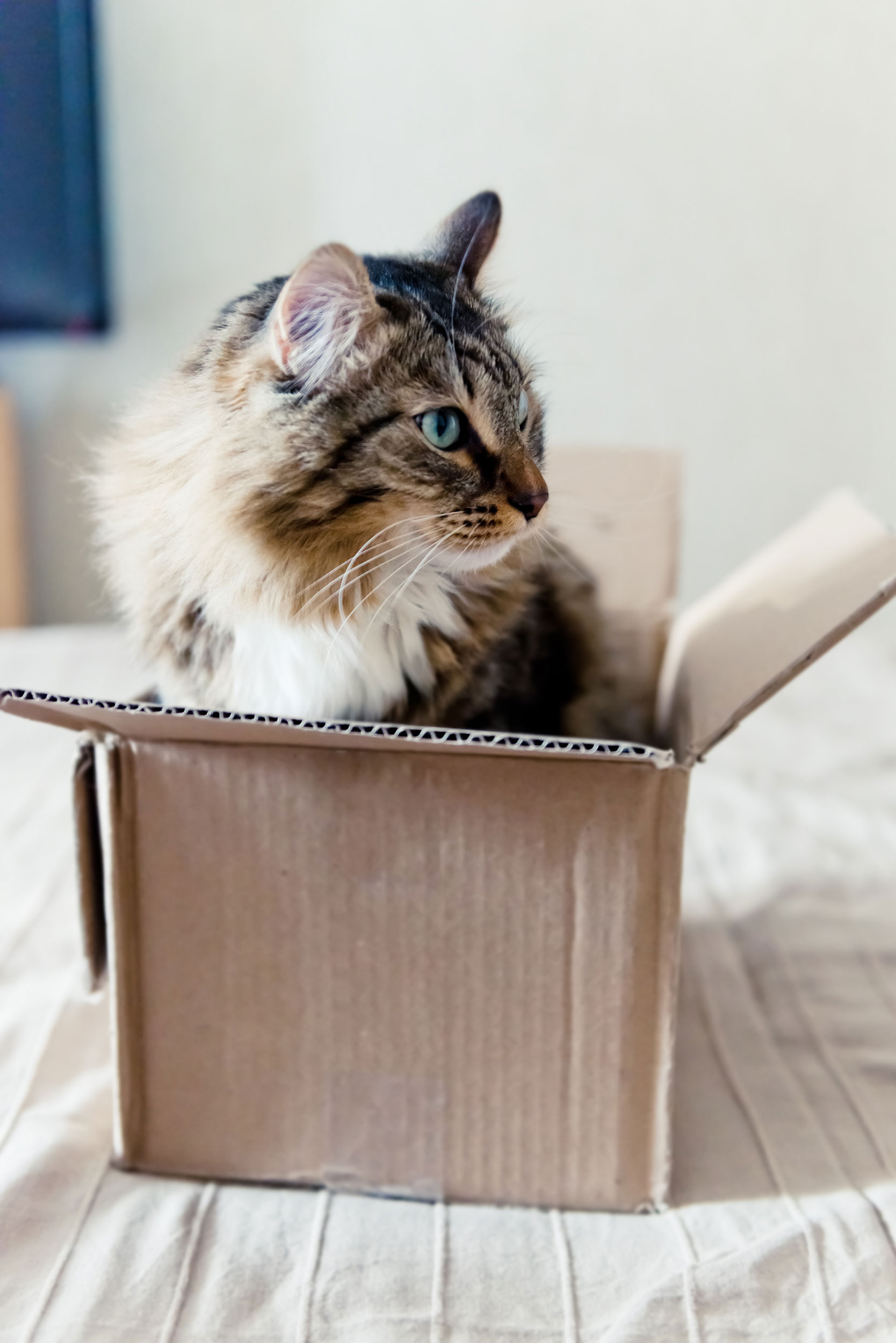 Cat Sitting in Box